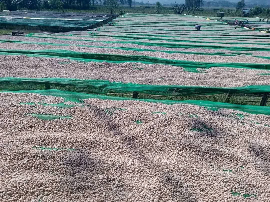 Rows of coffee drying on raised beds