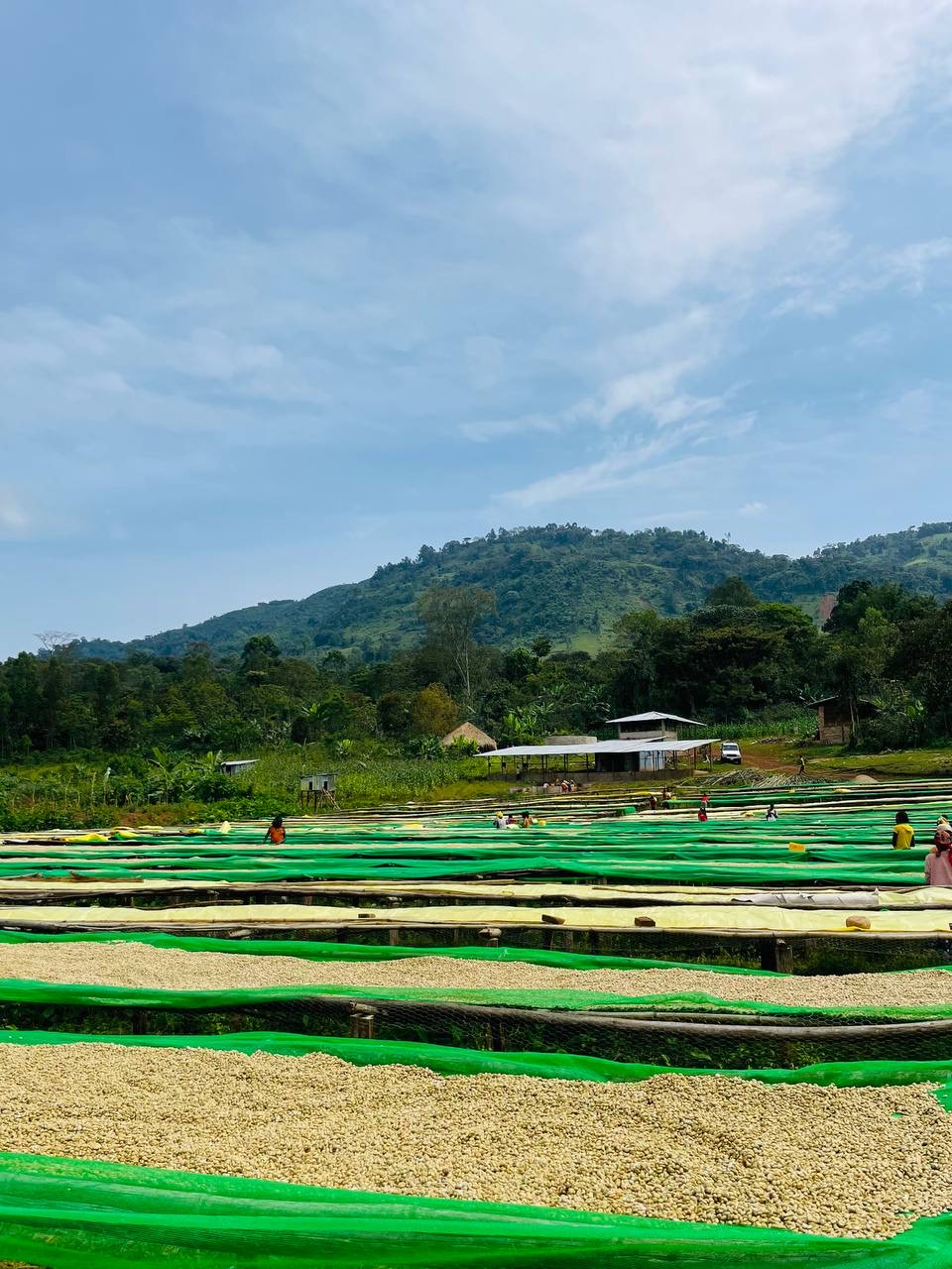 Coffee drying beds with green hills behind them at the farm